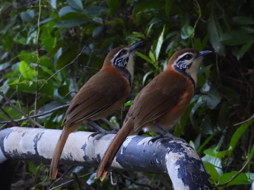 Greater Necklaced Laughing Thrush